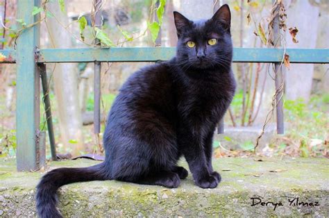 Siyah kedi miniş
